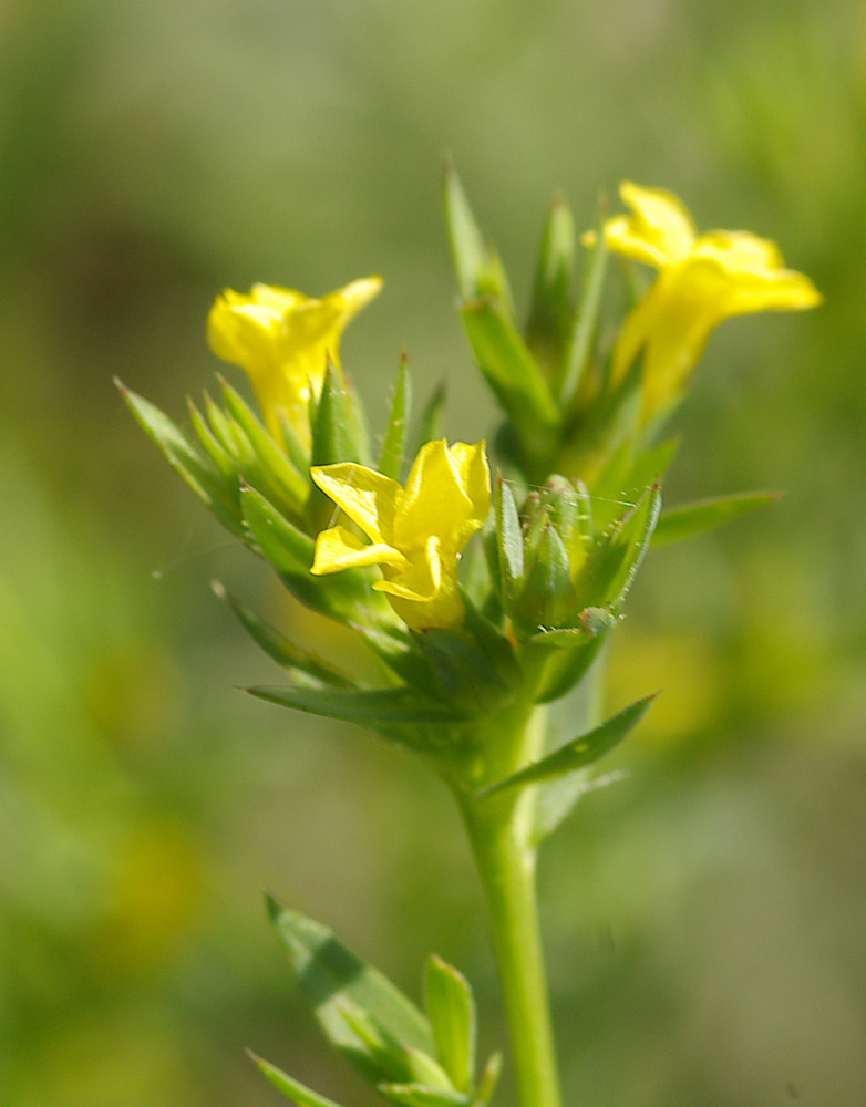 Linum strictum / Lino minore